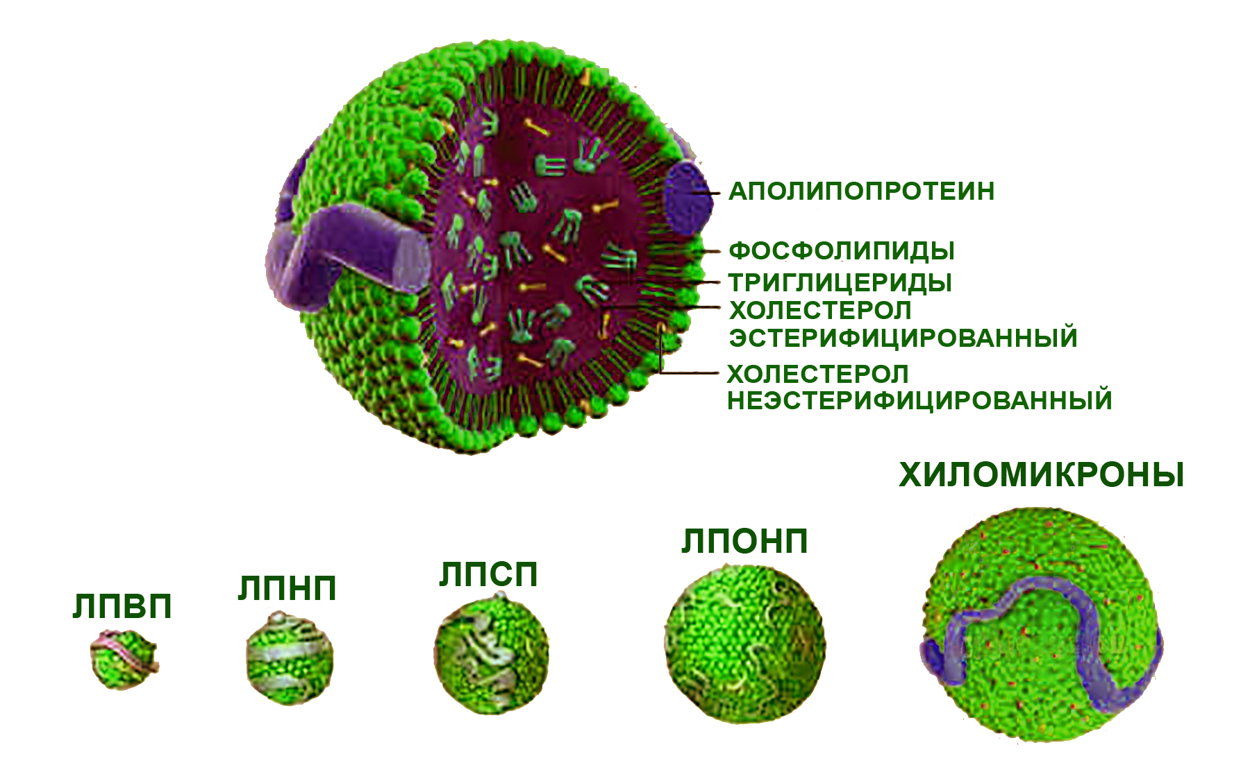 Липопротеиды